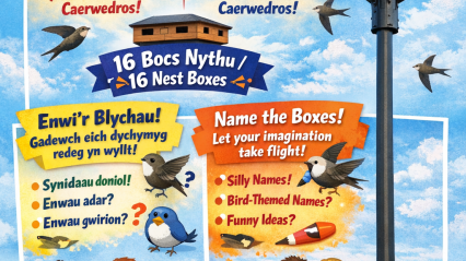 Swift Tower and Wildflowers at Neuadd Goffa Caerwedros