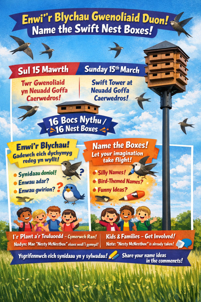 Swift Tower and Wildflowers at Neuadd Goffa Caerwedros